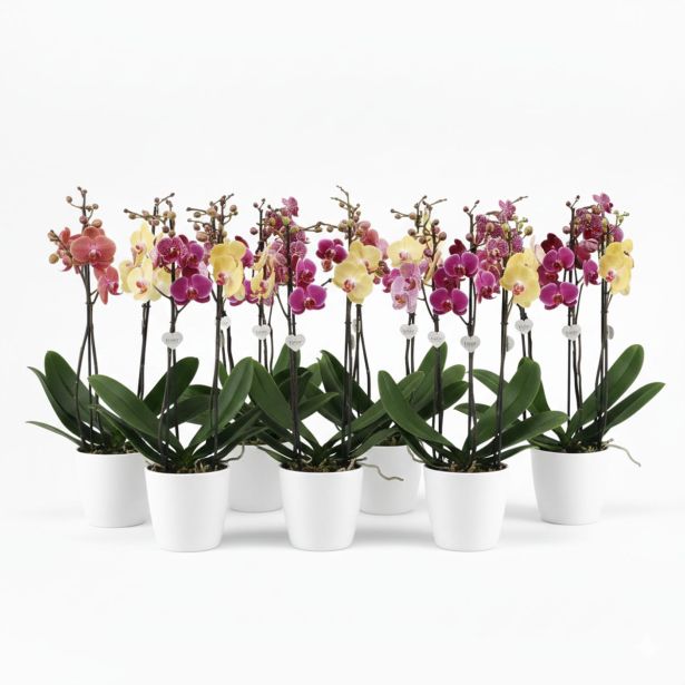 ORHIDEJA FALENOPSIS 1ST (DARK) L12 CM