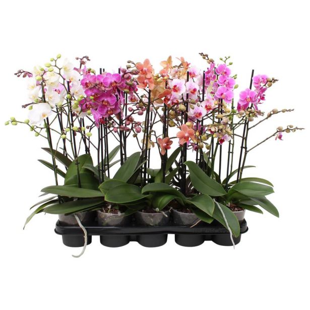 ORHIDEJA FALENOPSIS 2 ST RAZVEJANA L12 CM