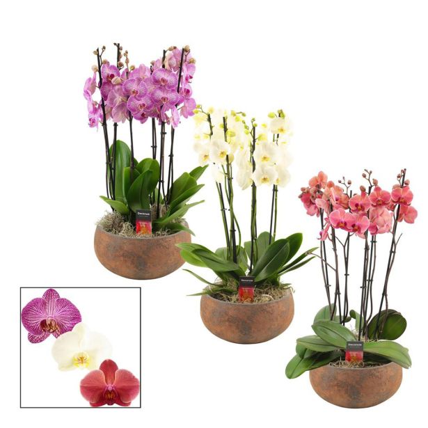 ORHIDEJA FALENOPSIS 6 STEBEL YARA SYMPHONY L27 CM