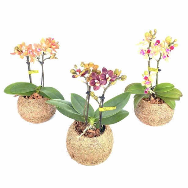 ORHIDEJA FALENOPSIS KOKODAMA 2 ST L12 CM