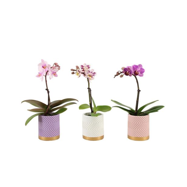 ORHIDEJA FALENOPSIS MINI QUA 1ST V OKRAS. LON. L7 CM