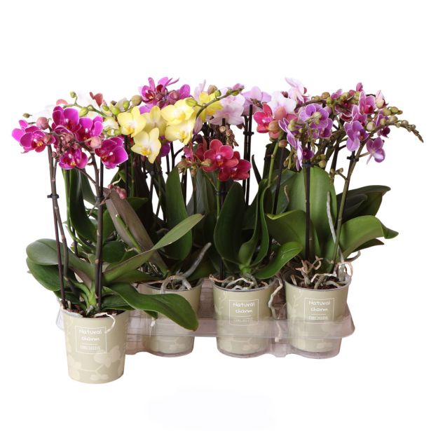 ORHIDEJA FALENOPSIS MIX 2ST MULTIFLORA L 9 CM