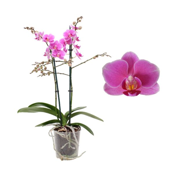 ORHIDEJA FALENOPSIS MULTIFLORA 1ST RAZVEJANA L12 CM