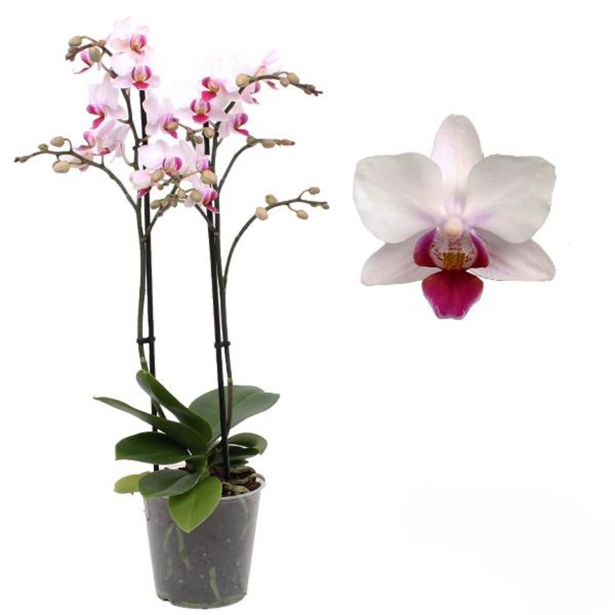 ORHIDEJA FALENOPSIS MULTIFLORA 2ST RAZVEJANA V47 CM L12 CM