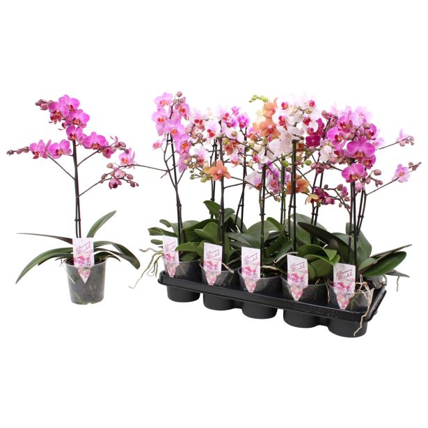 ORHIDEJA FALENOPSIS RAZVEJANA 1ST L12 CM