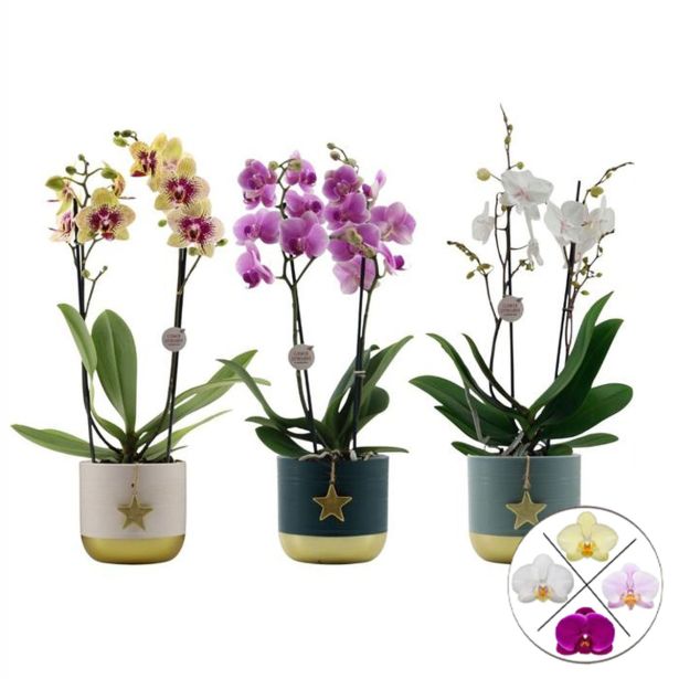 ORHIDEJA FALENOPSIS RAZVEJANA 2ST V KER. LON. NIGHT