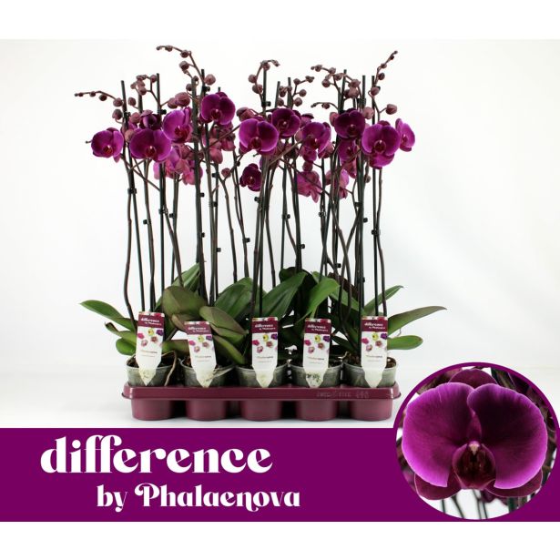 ORHIDEJA FLOR. JOYRIDE 2-STEBELNA L12