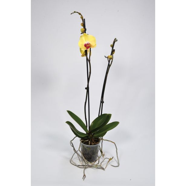 ORHIDEJA GOLDION RUMENA L12