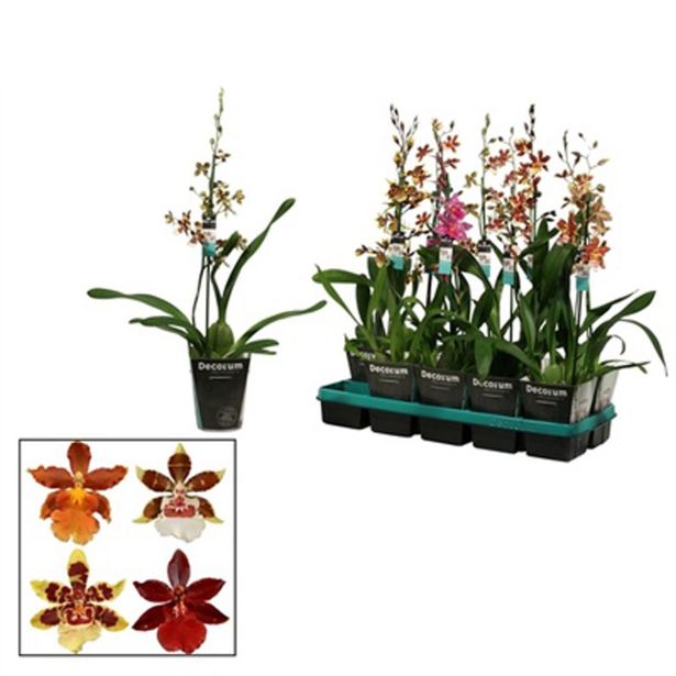 ORHIDEJA KAMBRIJA MIX 1-STEBELNA MIX L12