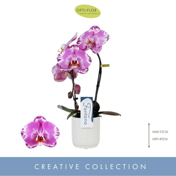 ORHIDEJA KASKADA BEL OKR. LONEC L9