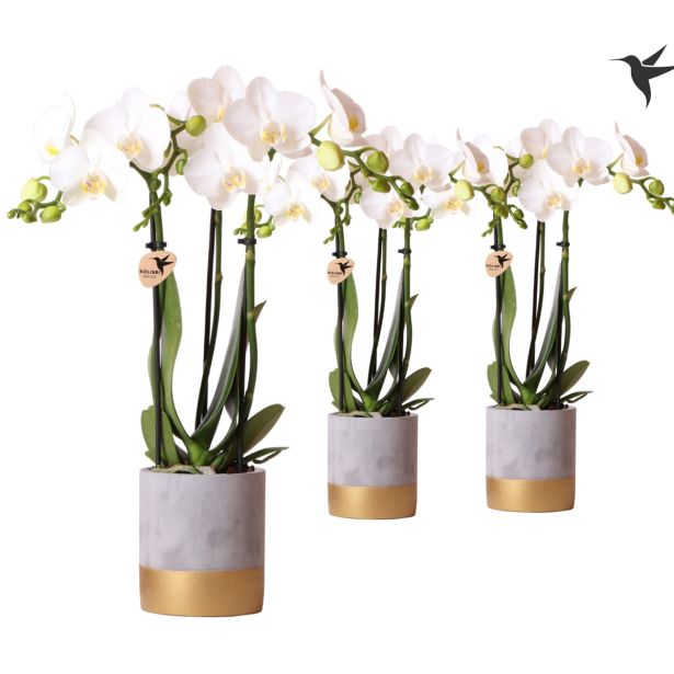 ORHIDEJA KOLIBRI L9 NA STOJALU VIŠ 40CM