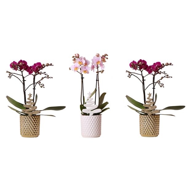 ORHIDEJA KOLIBRI MIX OKR. LONEC L9