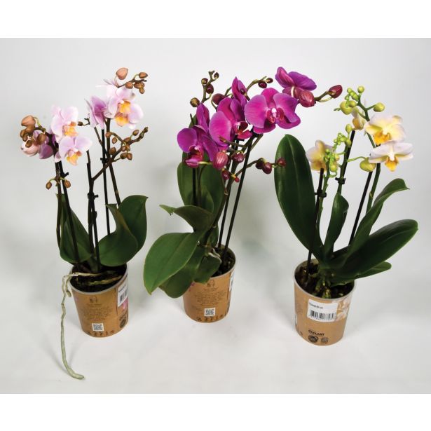 ORHIDEJA KOLIBRI TRI STEBLA L9