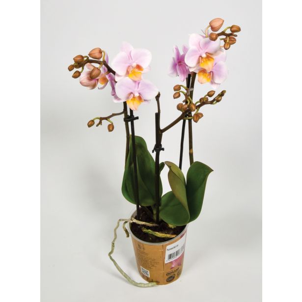 ORHIDEJA KOLIBRI TRI STEBLA L9