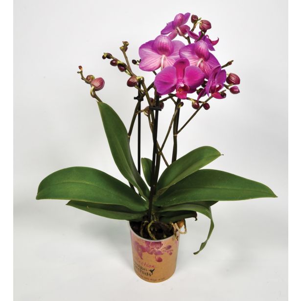 ORHIDEJA KOLIBRI TRI STEBLA L9