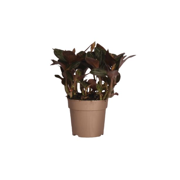 ORHIDEJA LUDISIA DISCOLOR