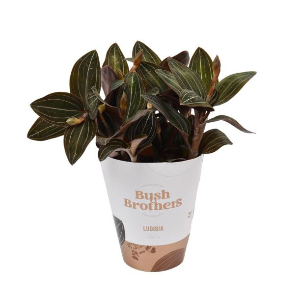 ORHIDEJA LUDISIA XL L12 CM