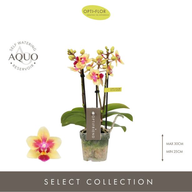 ORHIDEJA MINI TESS 3-STEBELNA L7