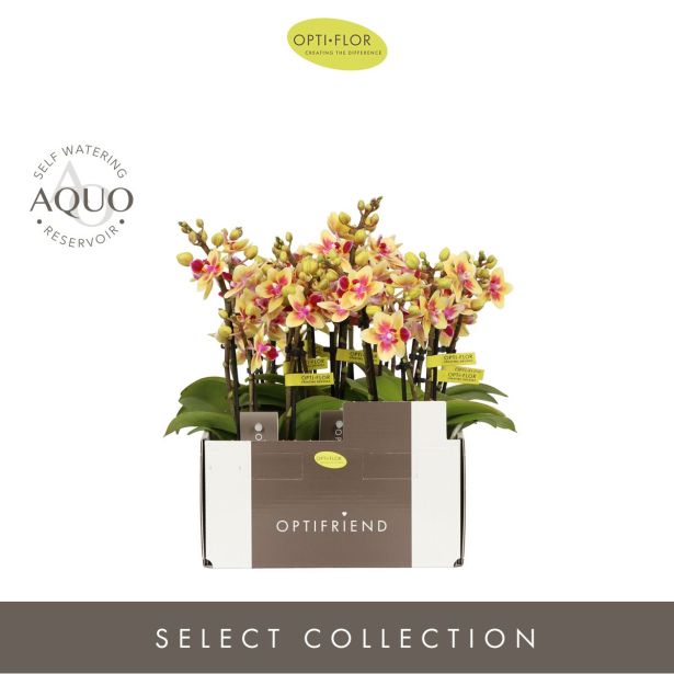 ORHIDEJA MINI TESS 3-STEBELNA L7