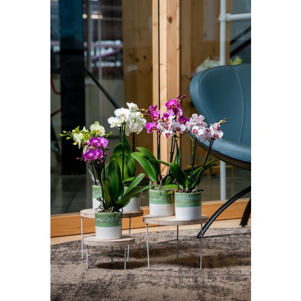 ORHIDEJA MIX 3-STEBELNA L9