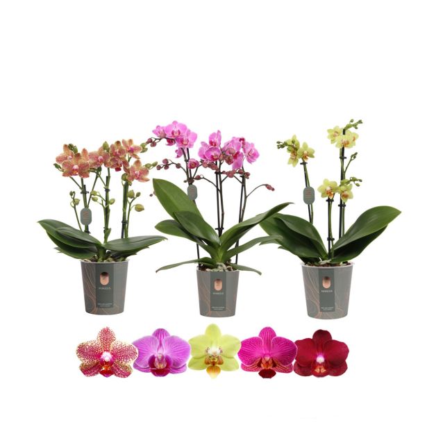 ORHIDEJA MULTI. L9