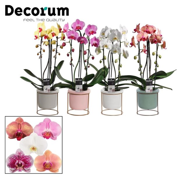ORHIDEJA NA STOJALU L12 MIX V LONČKU VIŠ 60CM