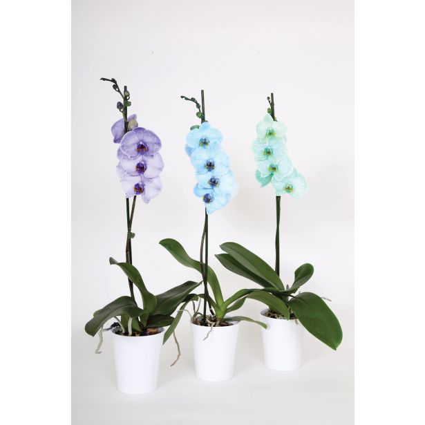 ORHIDEJA OCEAN BLUES PHALAENOPSIS 1 STEBLO L12