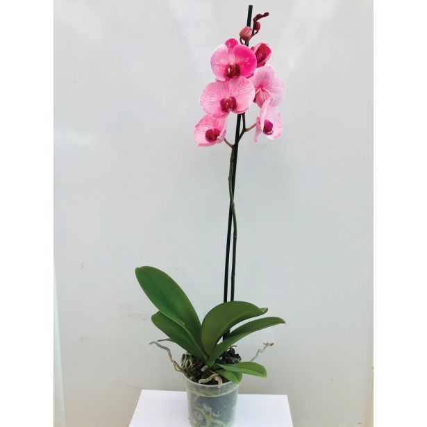 ORHIDEJA OCEAN BLUES PHALAENOPSIS 1 STEBLO L12