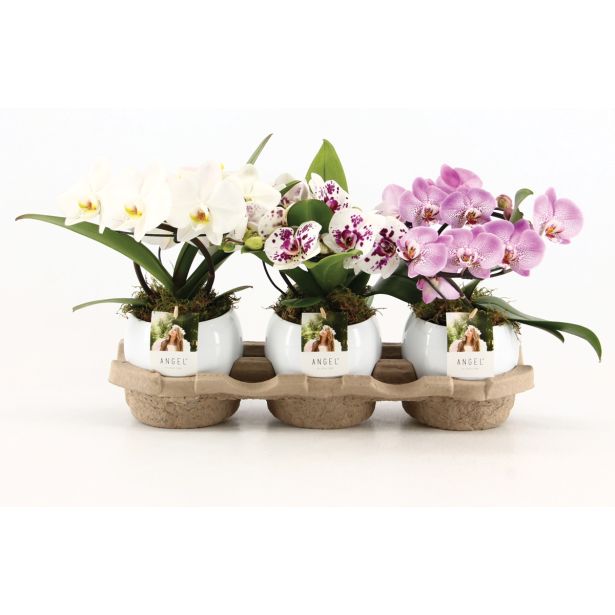 ORHIDEJA ORHIDEJA ANGEL