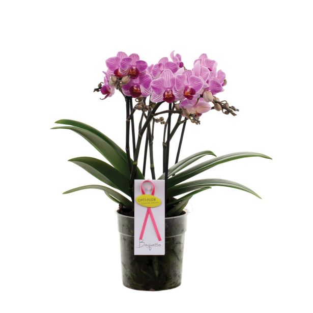 ORHIDEJA BOQUETTO PINKO L12