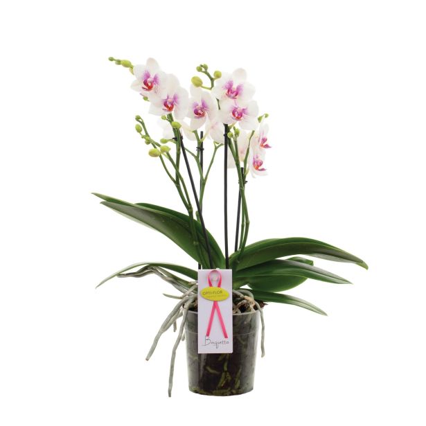 ORHIDEJA BOQUETTO PINKO L12
