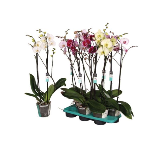 ORHIDEJA DVE STEBLI L15