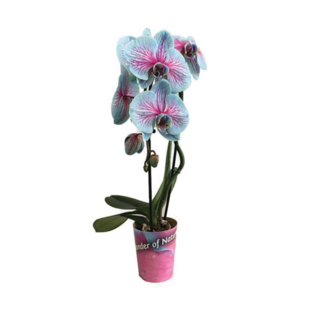 ORHIDEJA ORHIDEJA KASKADA