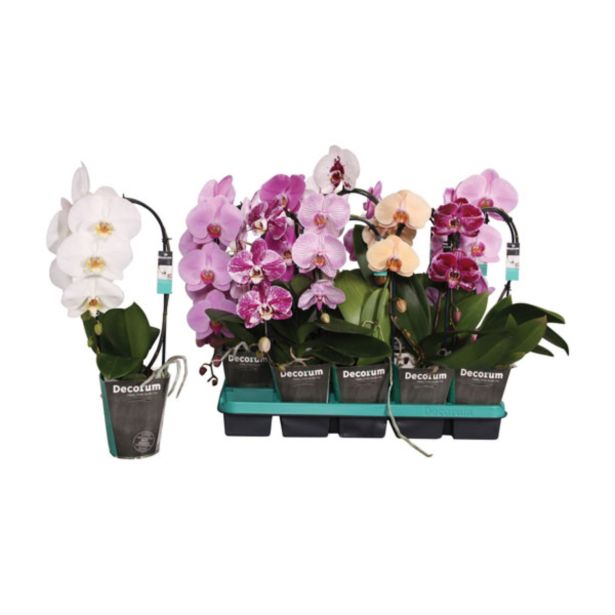 ORHIDEJA ORHIDEJA MIX KASKADA