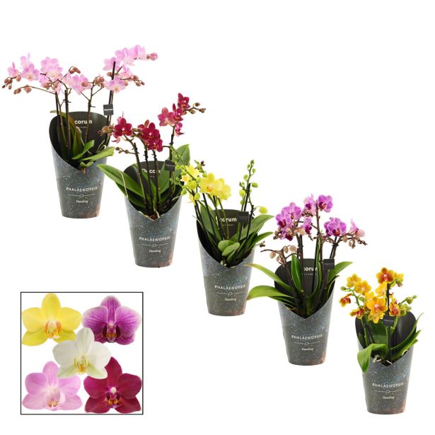 ORHIDEJA ORHIDEJA PHALAENOPSIS 3-4 ST L12 CM