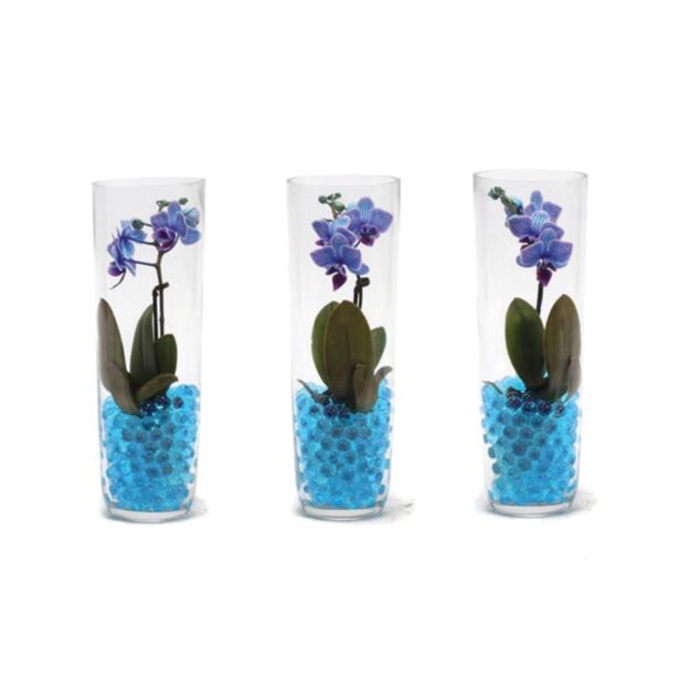 ORHIDEJA ORHIDEJA V STEKLU MODRA