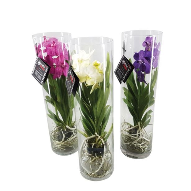 ORHIDEJA ORHIDEJA VANDA