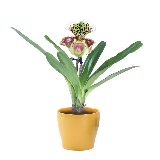 ORHIDEJA PAPHIOPEDILUM 1 STEBLO