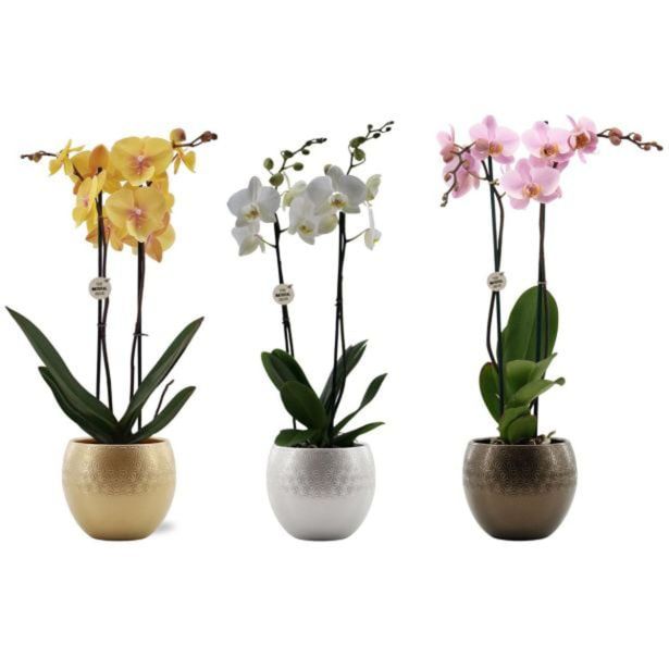 ORHIDEJA PHALAENOPSIS 2 ST RAZV. V OKRAS. LON. L12 CM