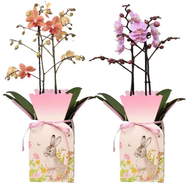 ORHIDEJA PHALAENOPSIS 2 ST. V OKR. POMLADNEM LONČKU L12 CM