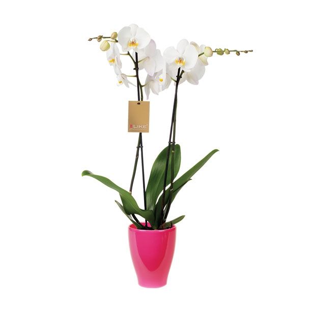 ORHIDEJA PHALAENOPSIS 2 STEBLI L12