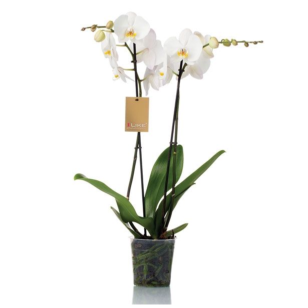 ORHIDEJA PHALAENOPSIS 2 STEBLI L12