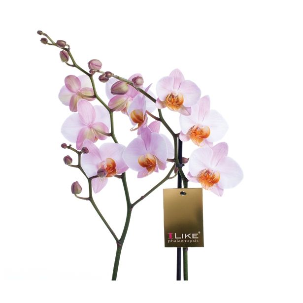 ORHIDEJA PHALAENOPSIS 2 STEBLI L12