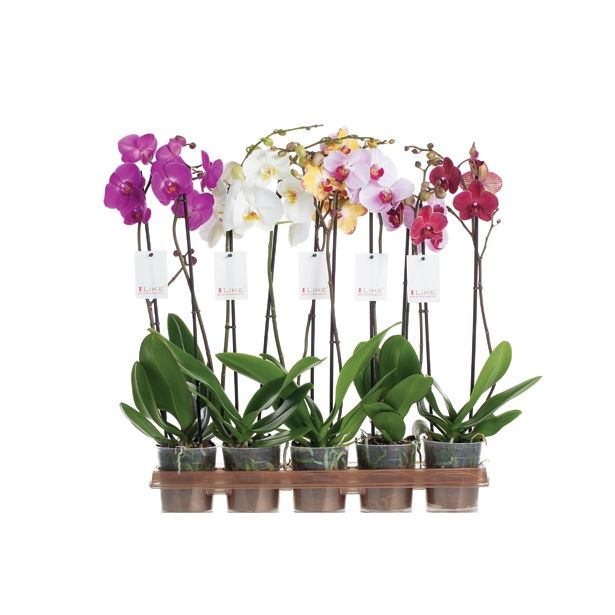 ORHIDEJA PHALAENOPSIS 2 STEBLI L12