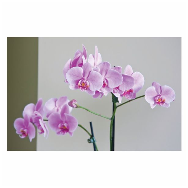 ORHIDEJA PHALAENOPSIS 2 STEBLI L12