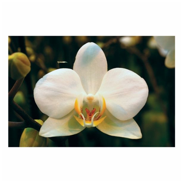 ORHIDEJA PHALAENOPSIS 2 STEBLI L12 V OKRASNEM LONCU L16
