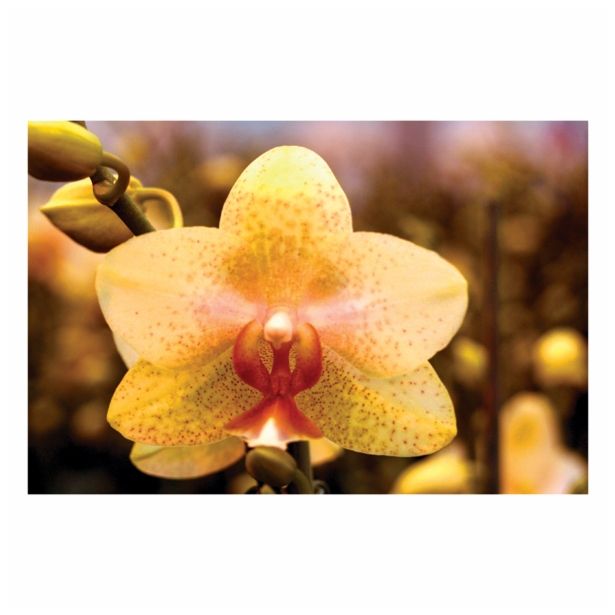 ORHIDEJA PHALAENOPSIS 2 STEBLI L12 V OKRASNEM LONCU L16