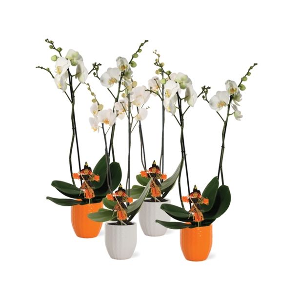 ORHIDEJA PHALAENOPSIS DVE STEBLI NOČ ČAROVNIC