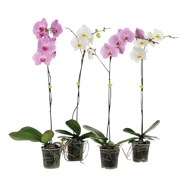 ORHIDEJA PHALAENOPSIS GRANDE L15