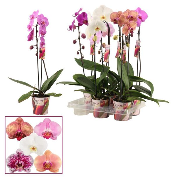 ORHIDEJA PHALAENOPSIS KASKADA 1 ST L12 CM